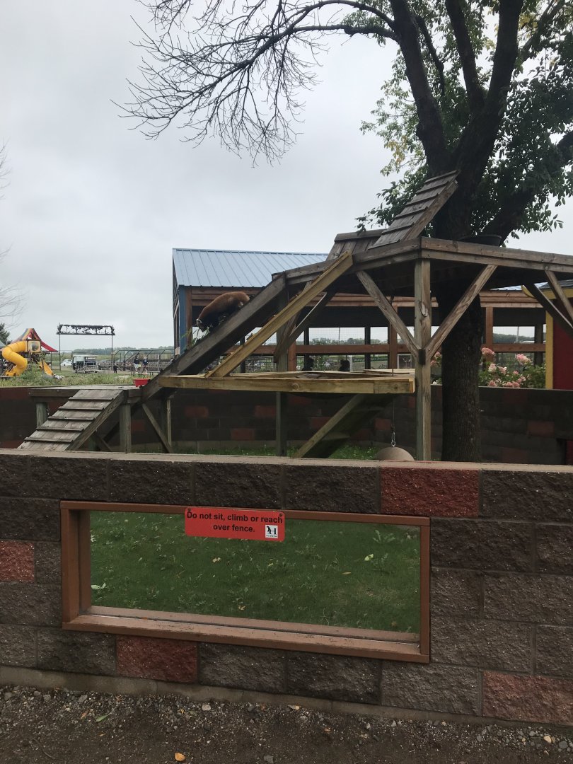Nepalese Red Panda Exhibit