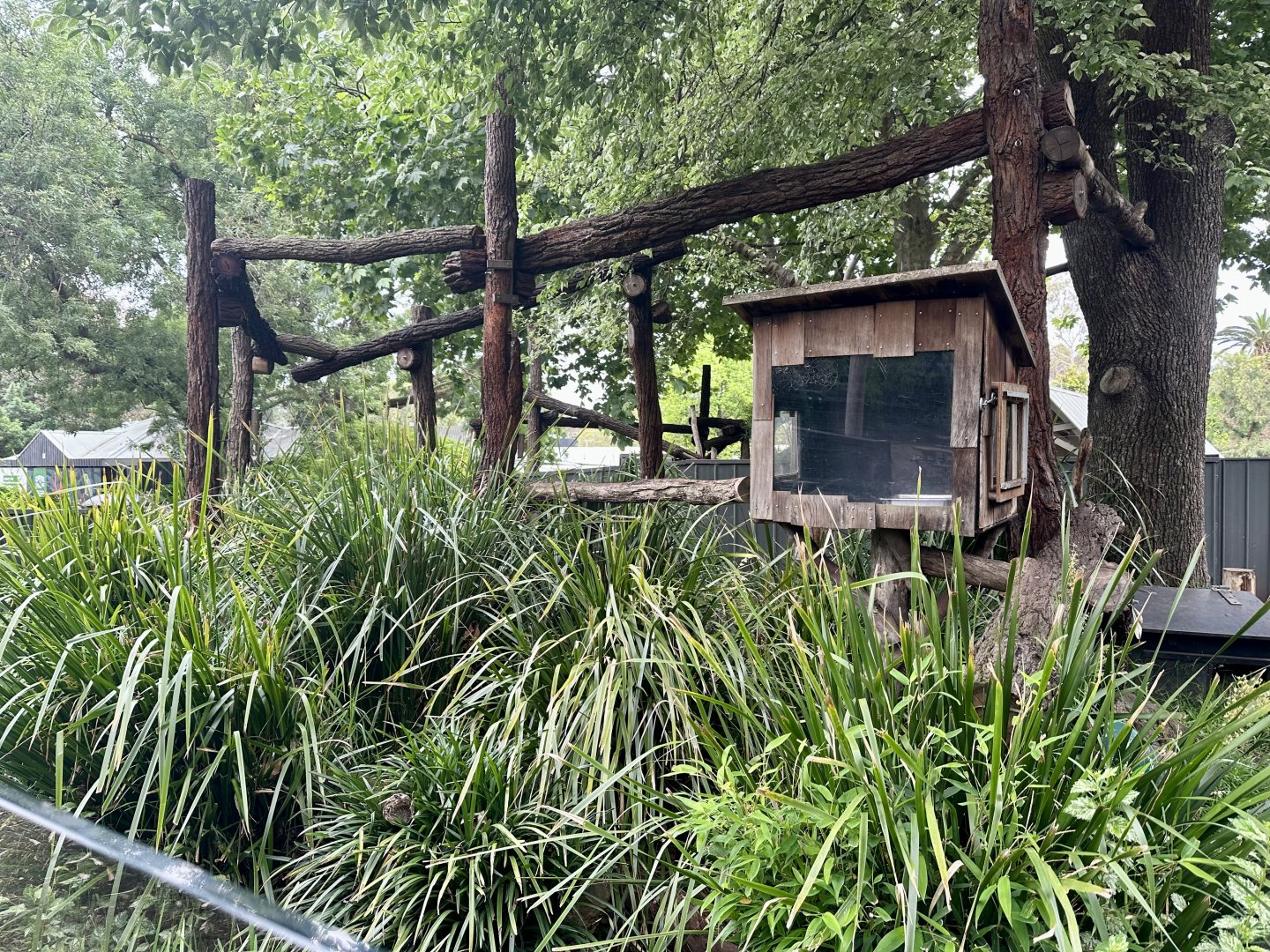 Nepalese Red Panda Exhibit