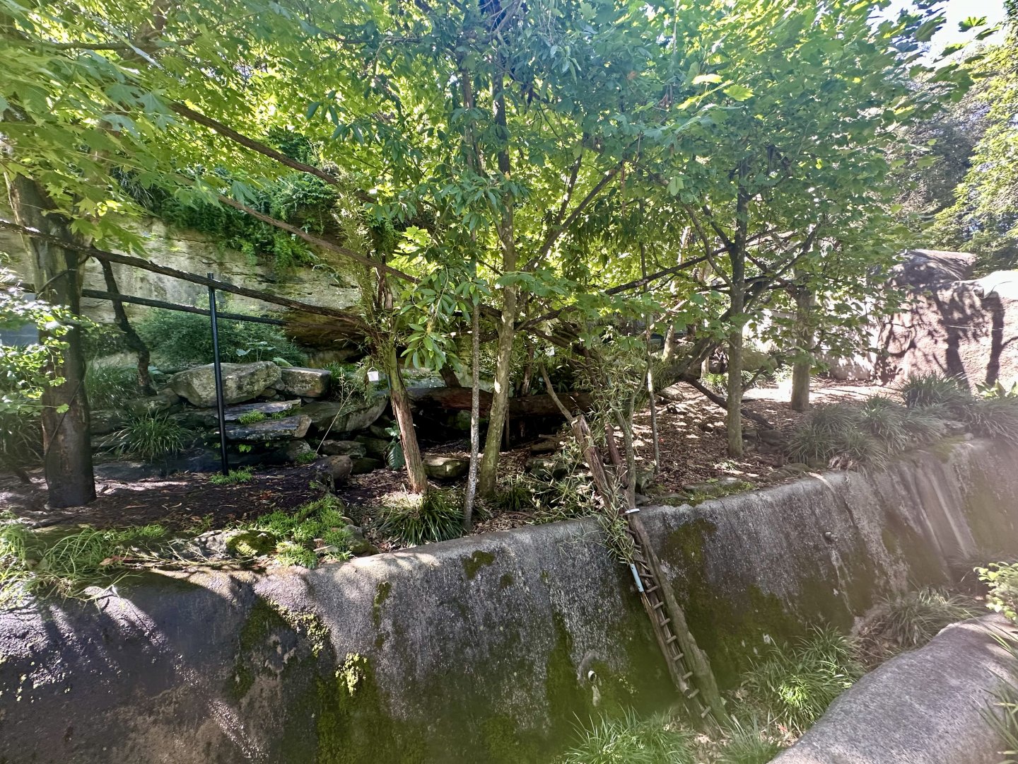 Nepalese Red Panda Exhibit