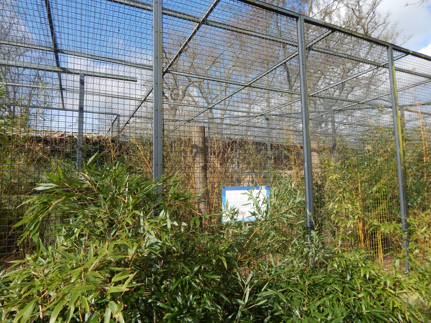 Nepalese red panda habitat - separate bamboo area 040324