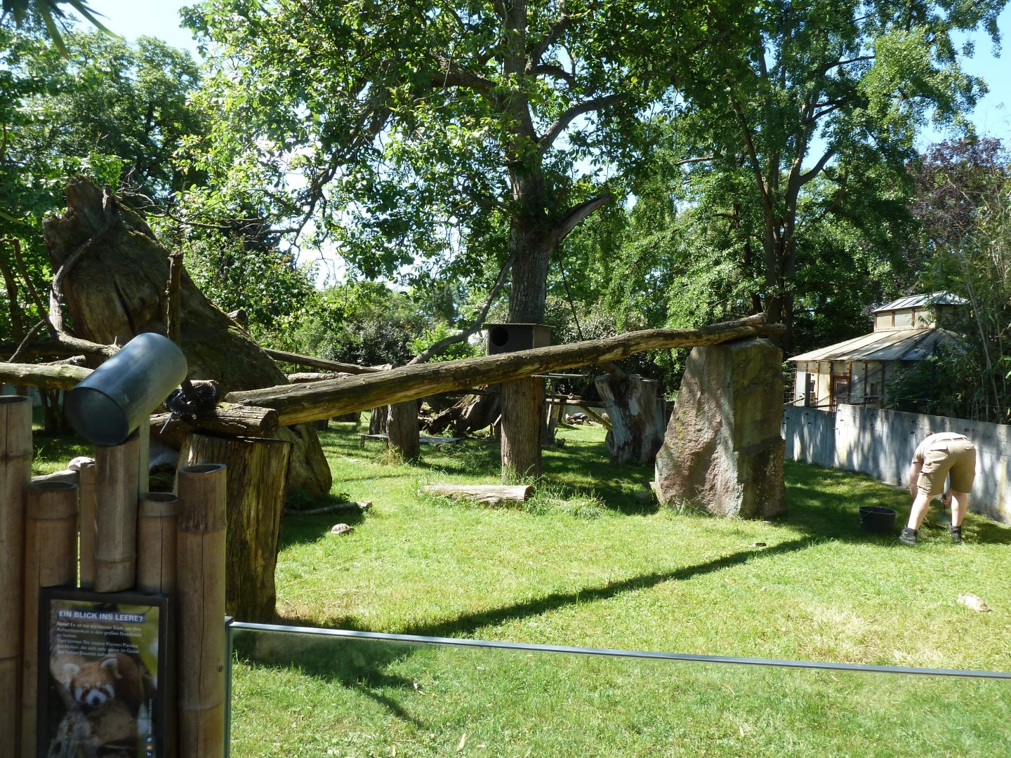Nepalese red panda & Michie's tufted deer mixed enclosure