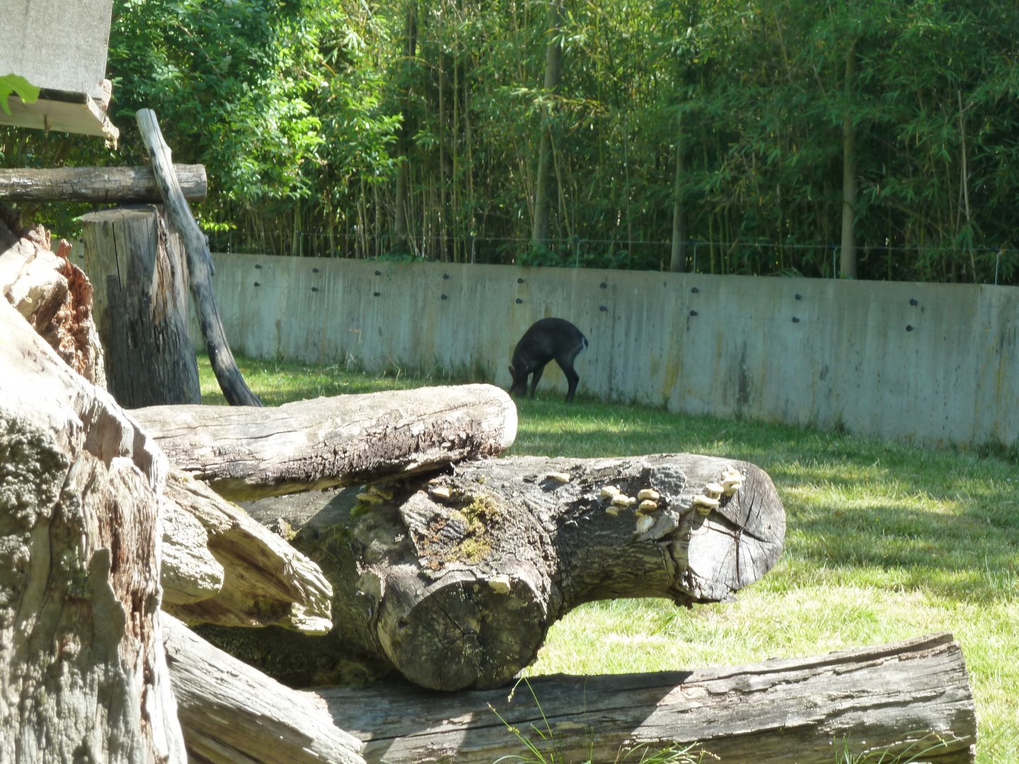 Nepalese red panda & Michie's tufted deer mixed enclosure