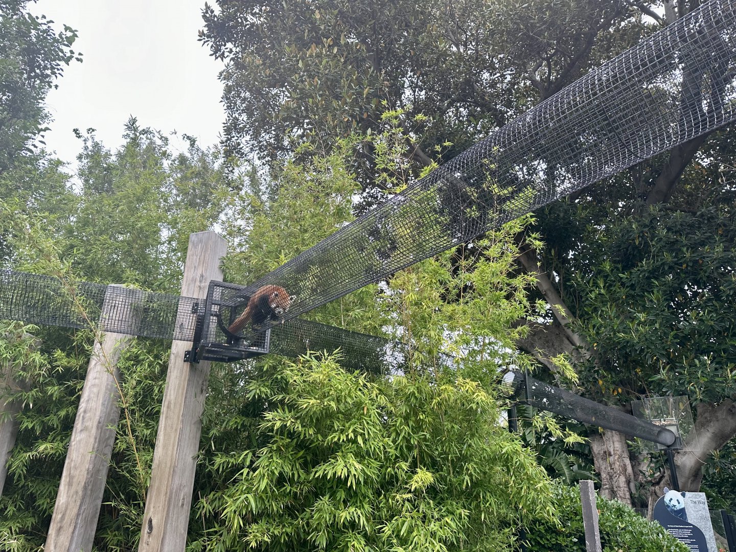 Nepalese Red Panda Overhead Tunnels