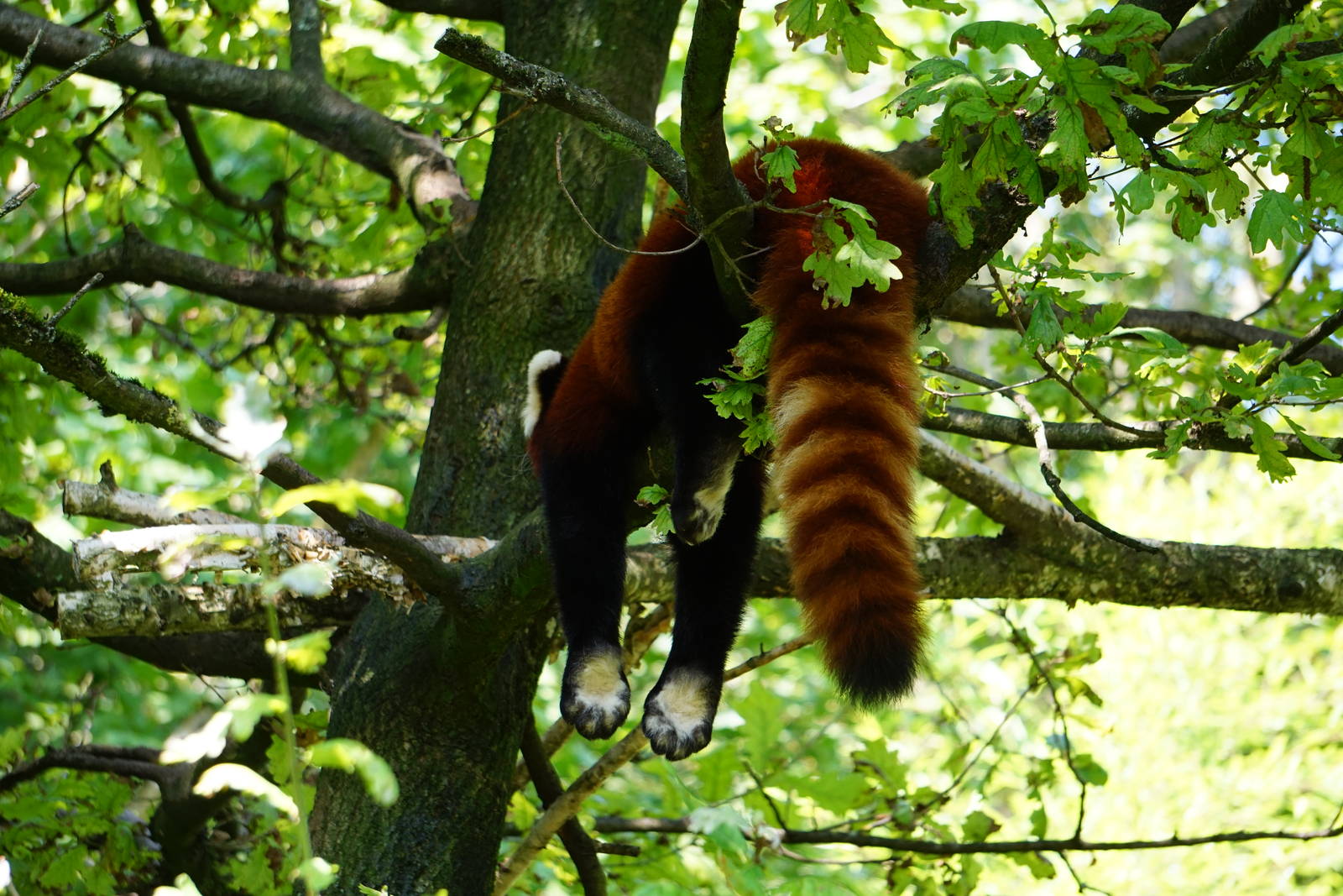 Nepalese Red Panda
