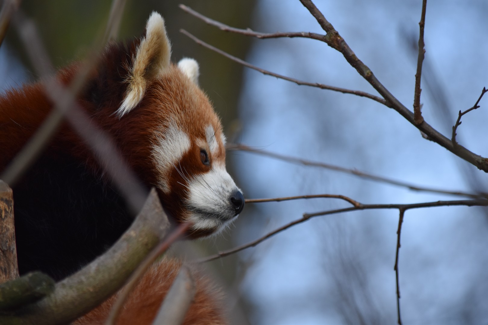 Nepalese red panda