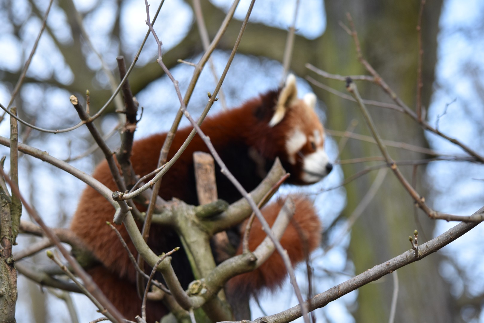 Nepalese red panda