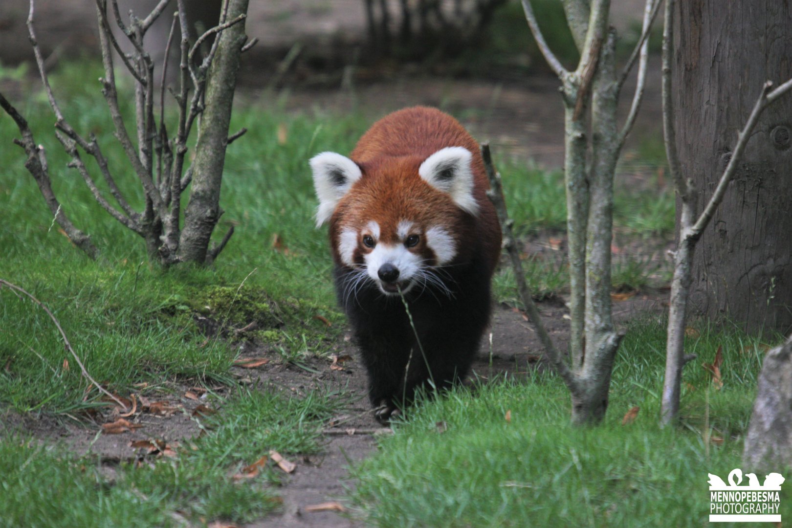Nepalese red panda