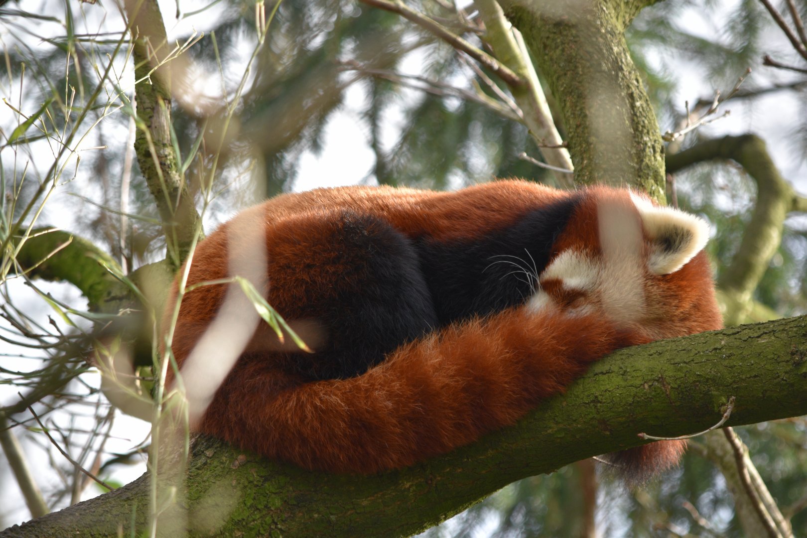 Nepalese red panda