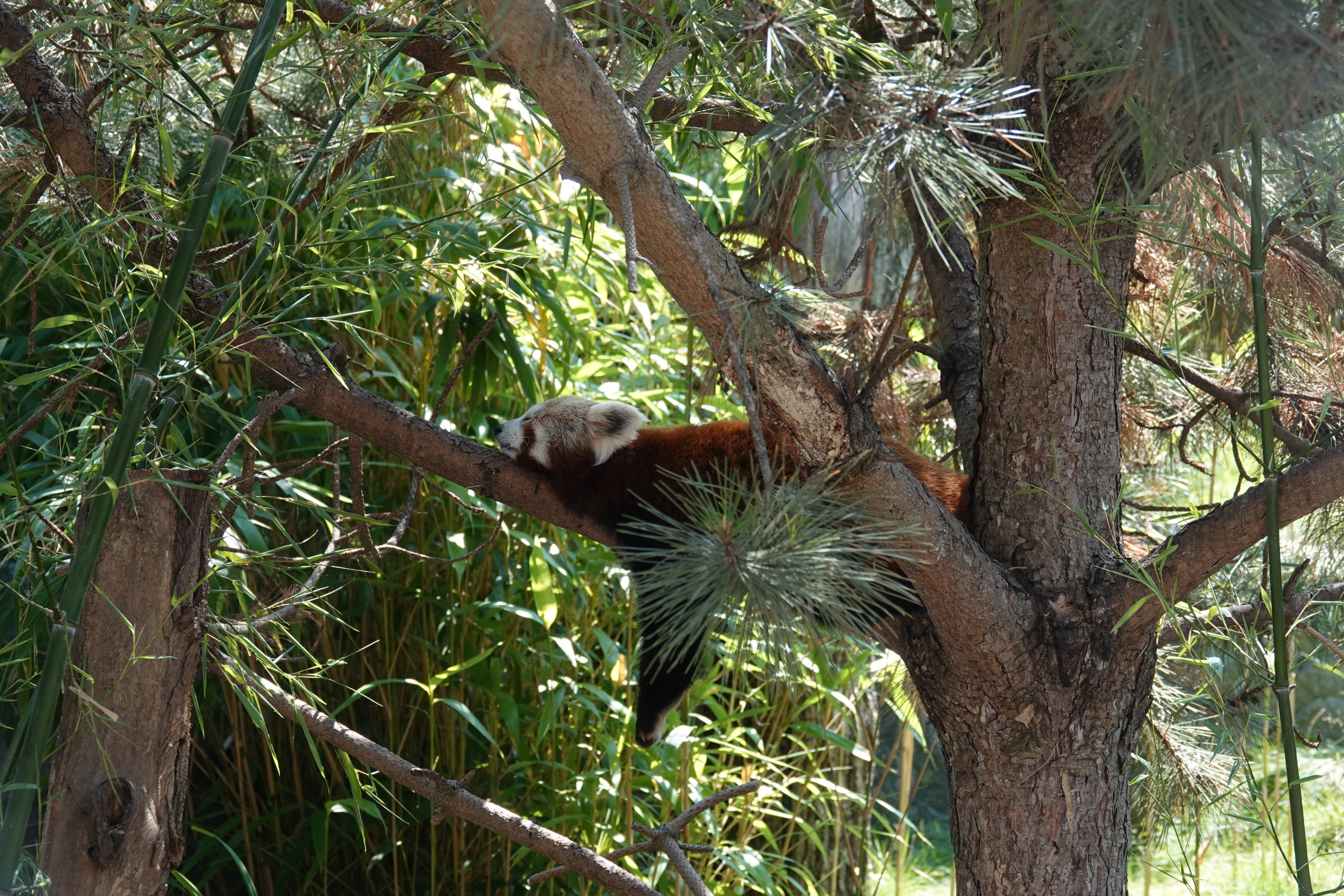Nepalese red panda