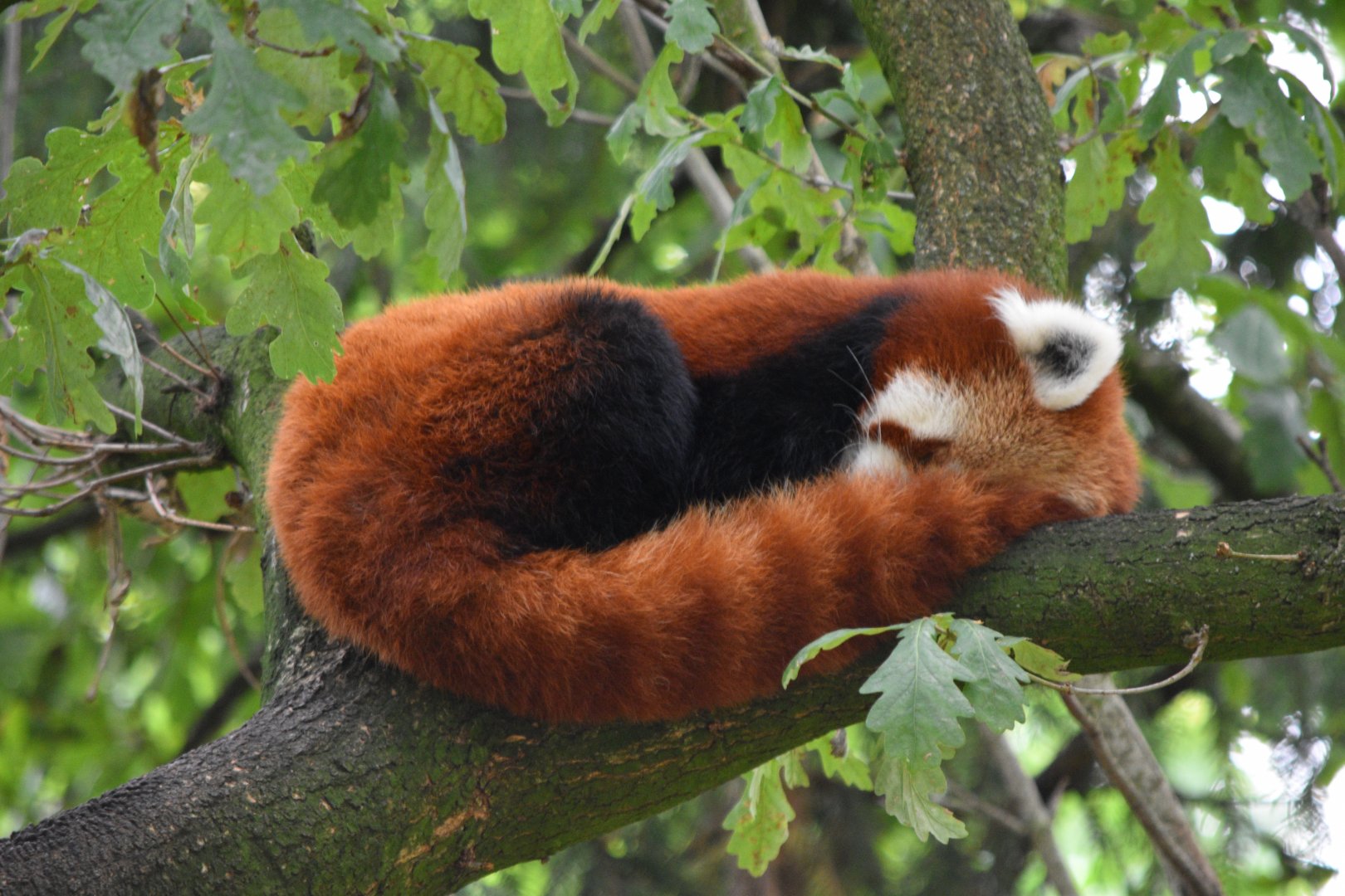 Nepalese red panda