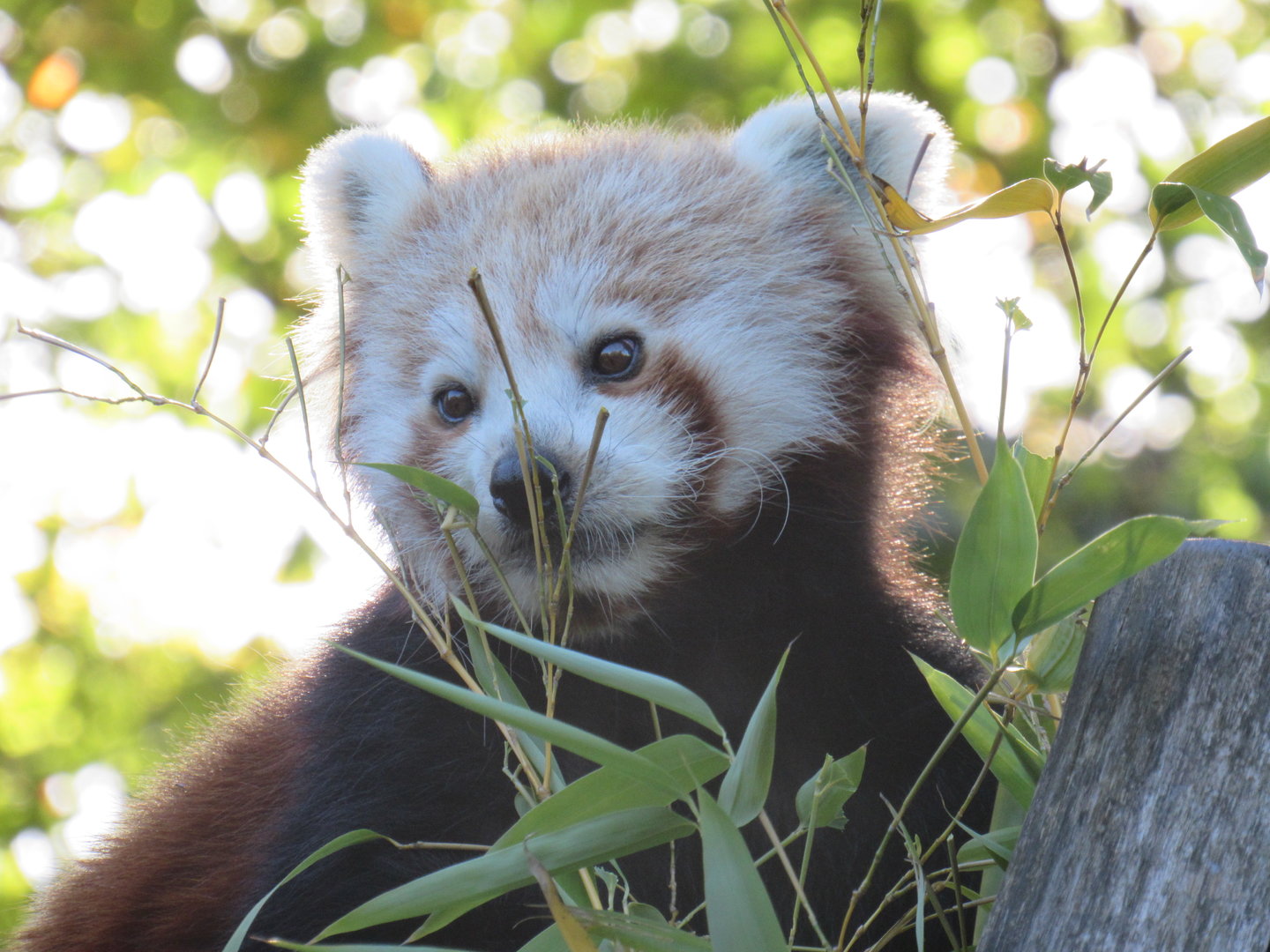 Nepalese Red Panda