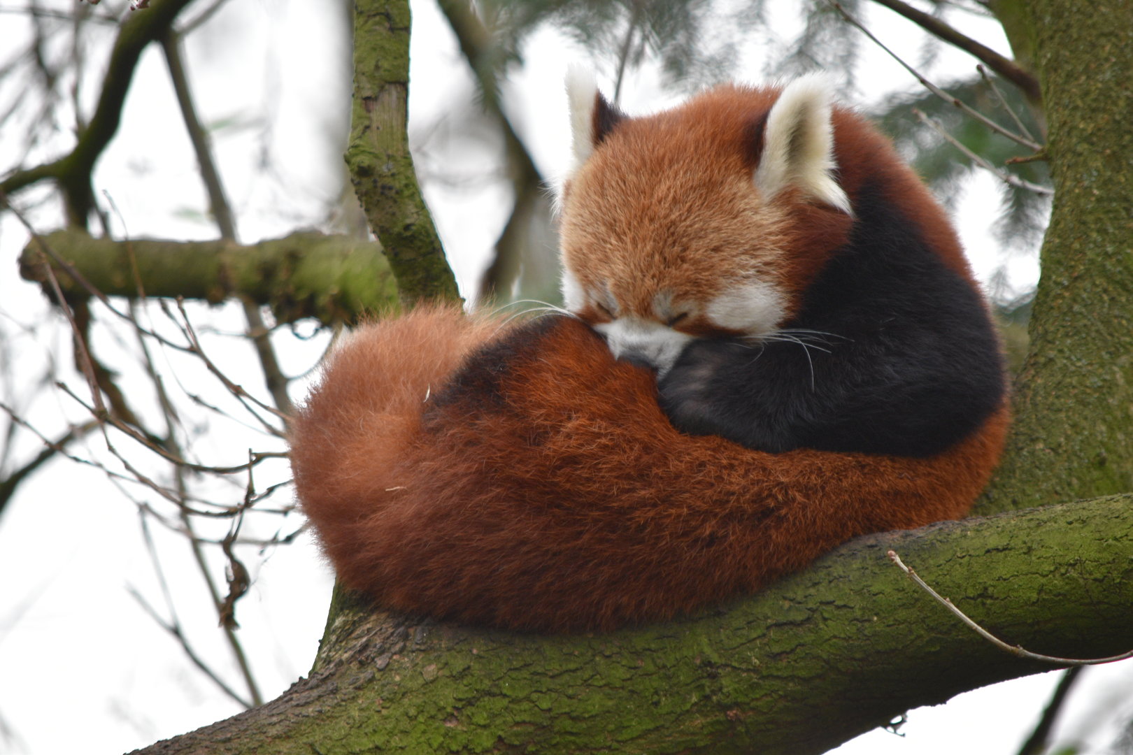 Nepalese red panda