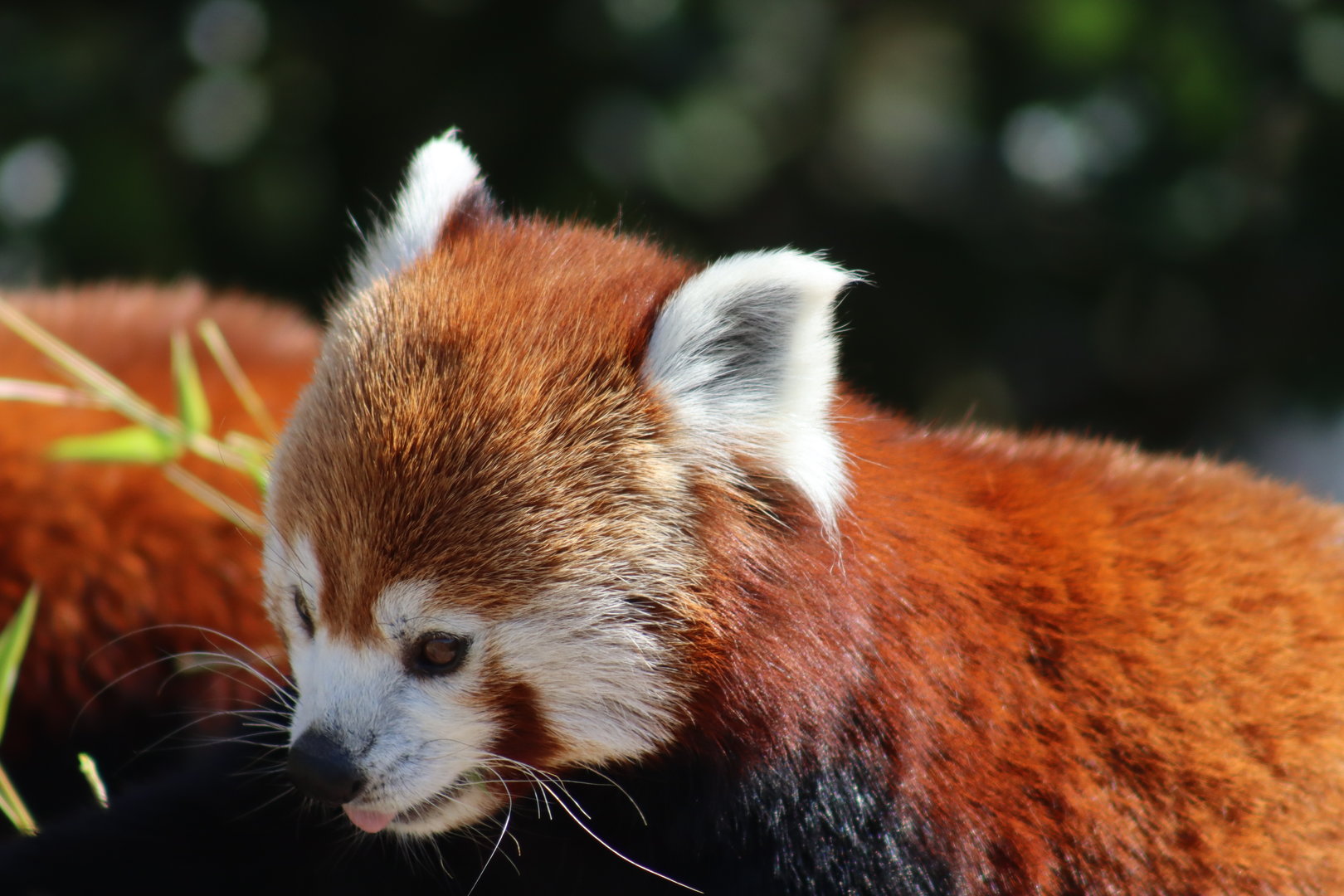 Nepalese Red Panda