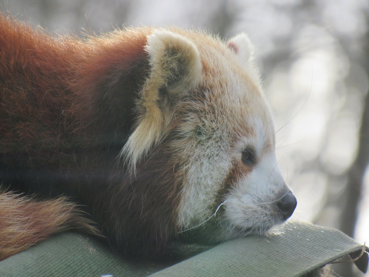Nepalese red panda