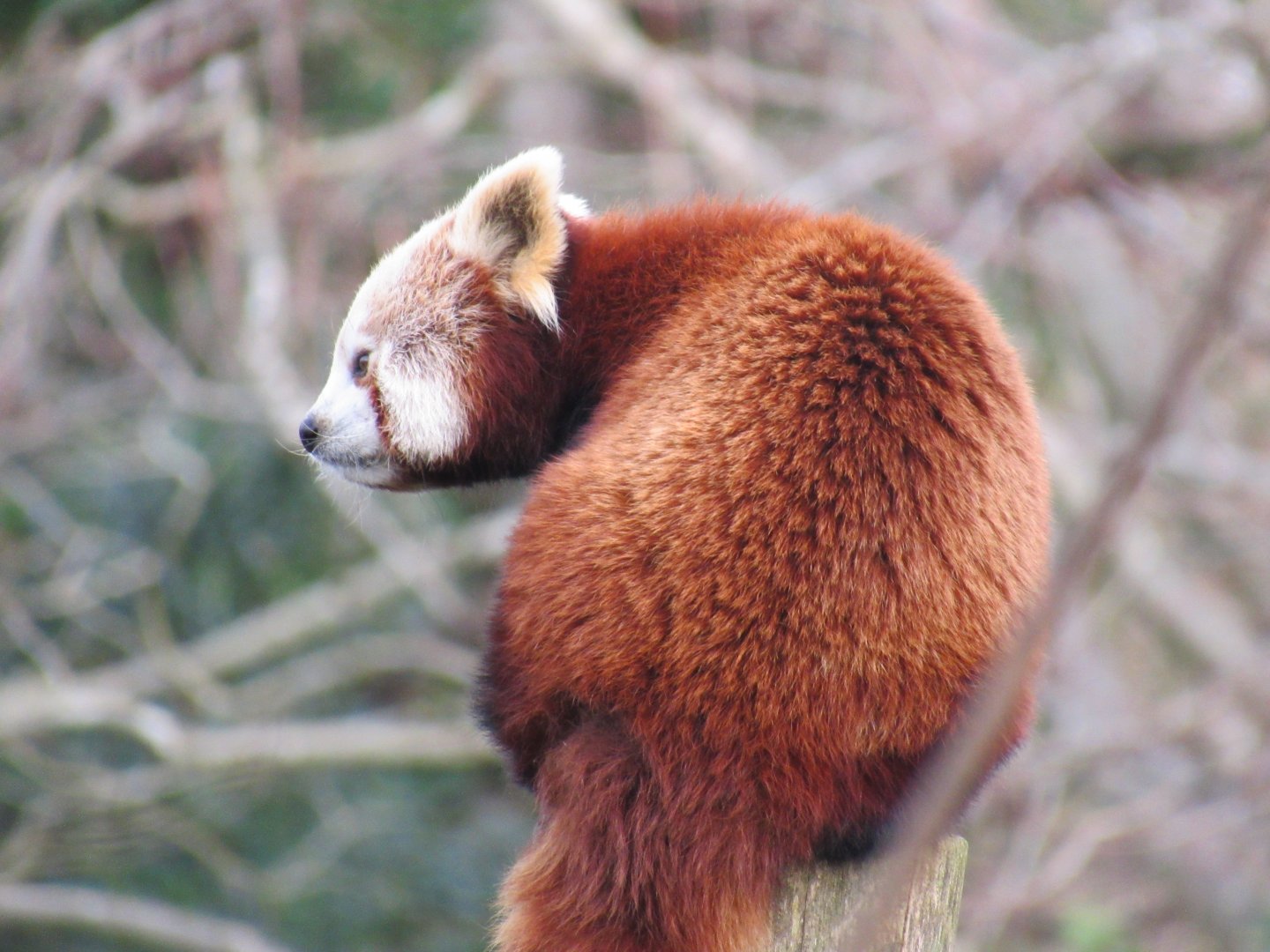 Nepalese red panda