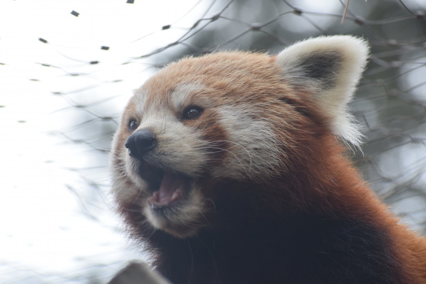 Nepalese red panda
