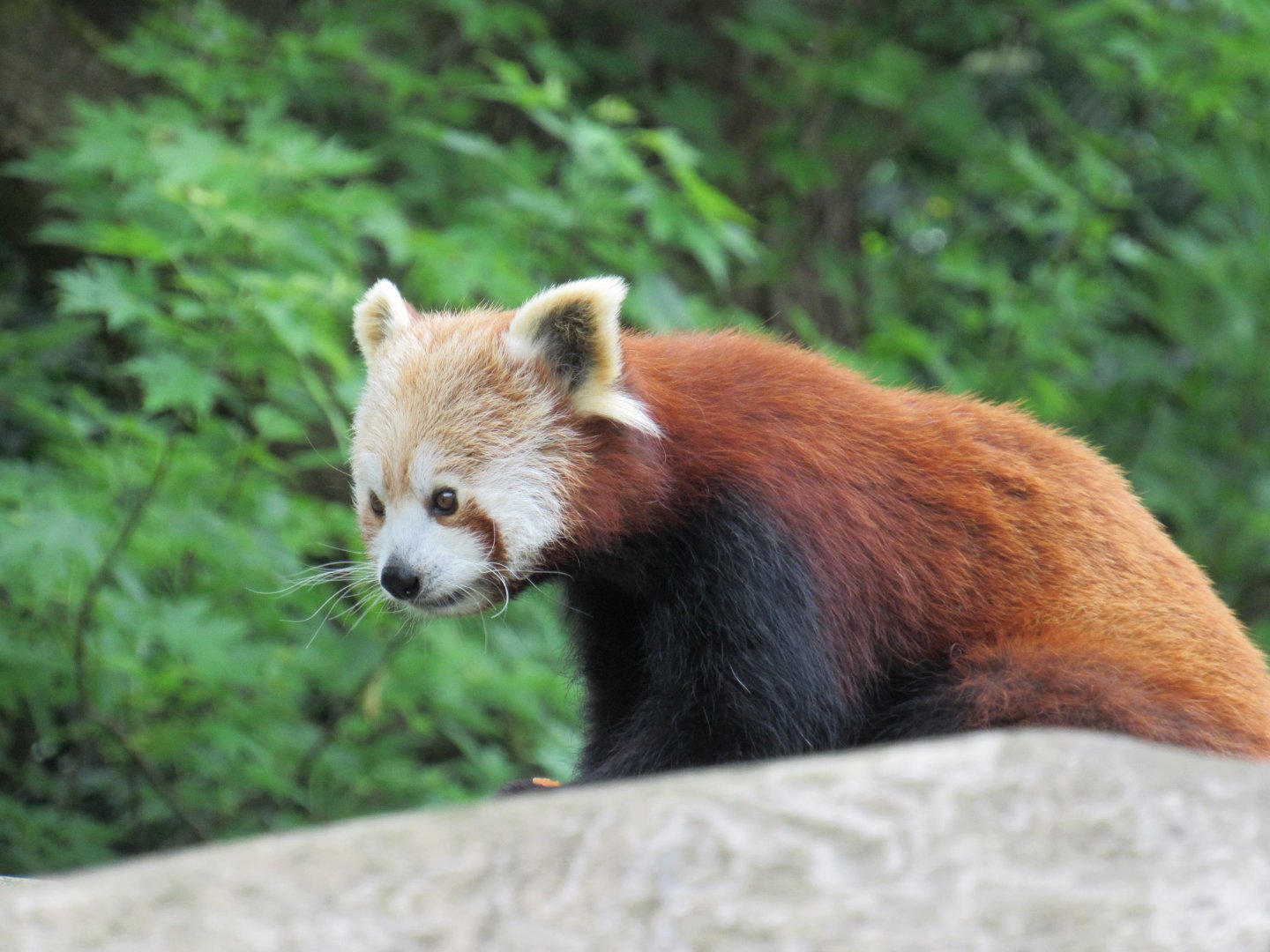 Nepalese red panda