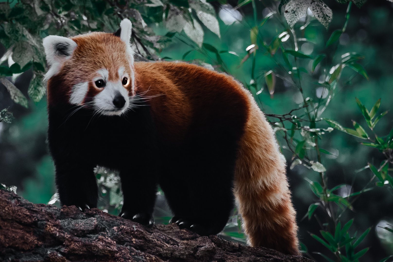 Nepalese Red Panda
