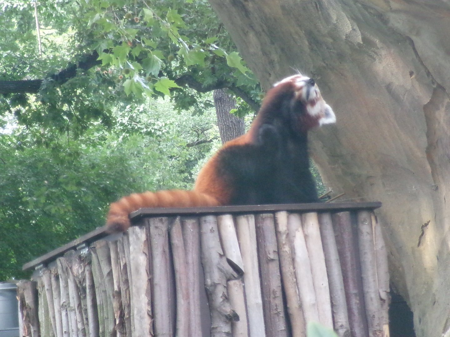 Nepalese red panda