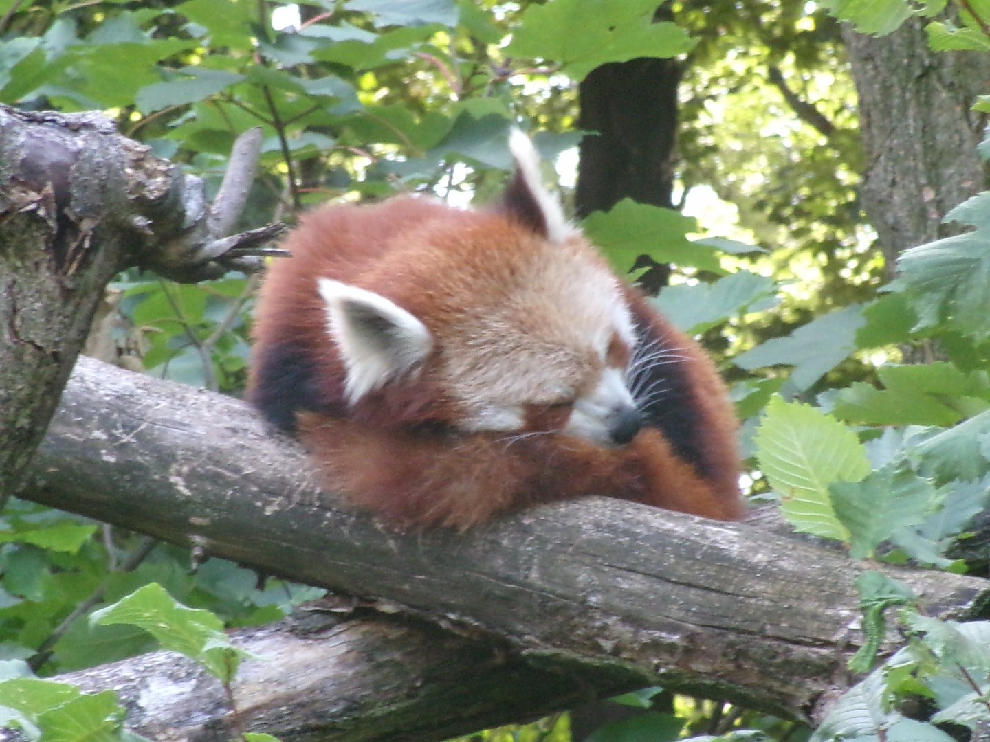 Nepalese red panda