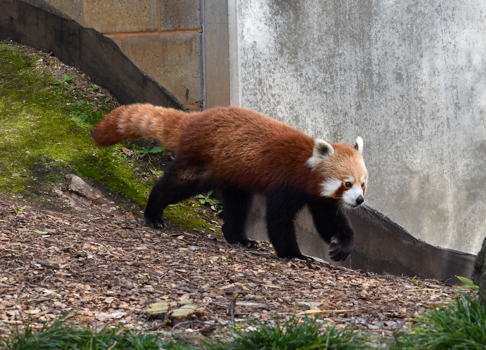 Nepalese Red Panda