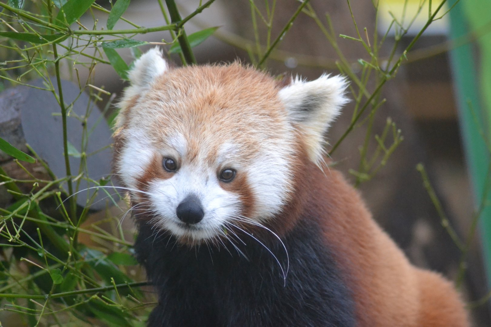 Nepalese red panda