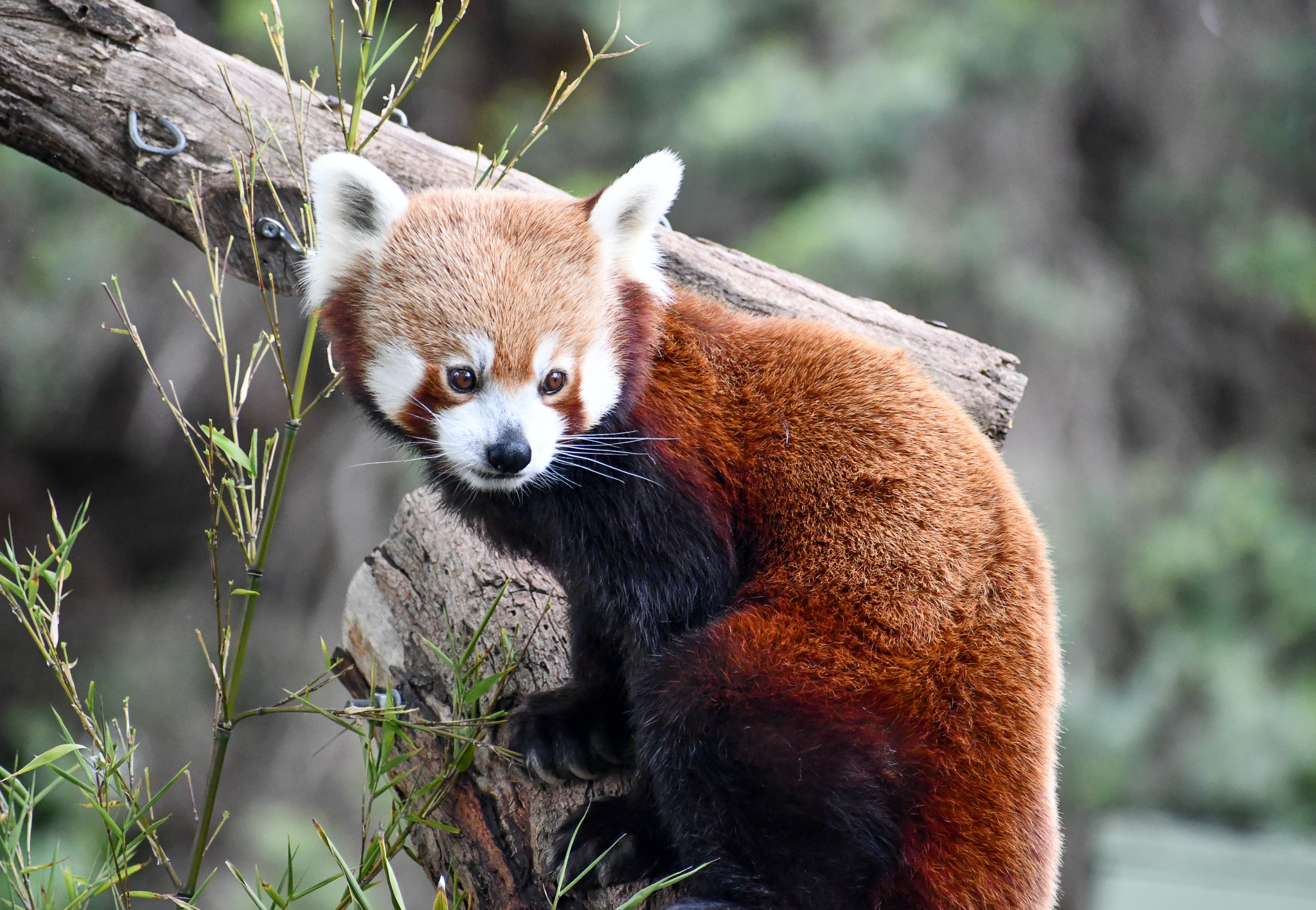 Nepalese Red Panda