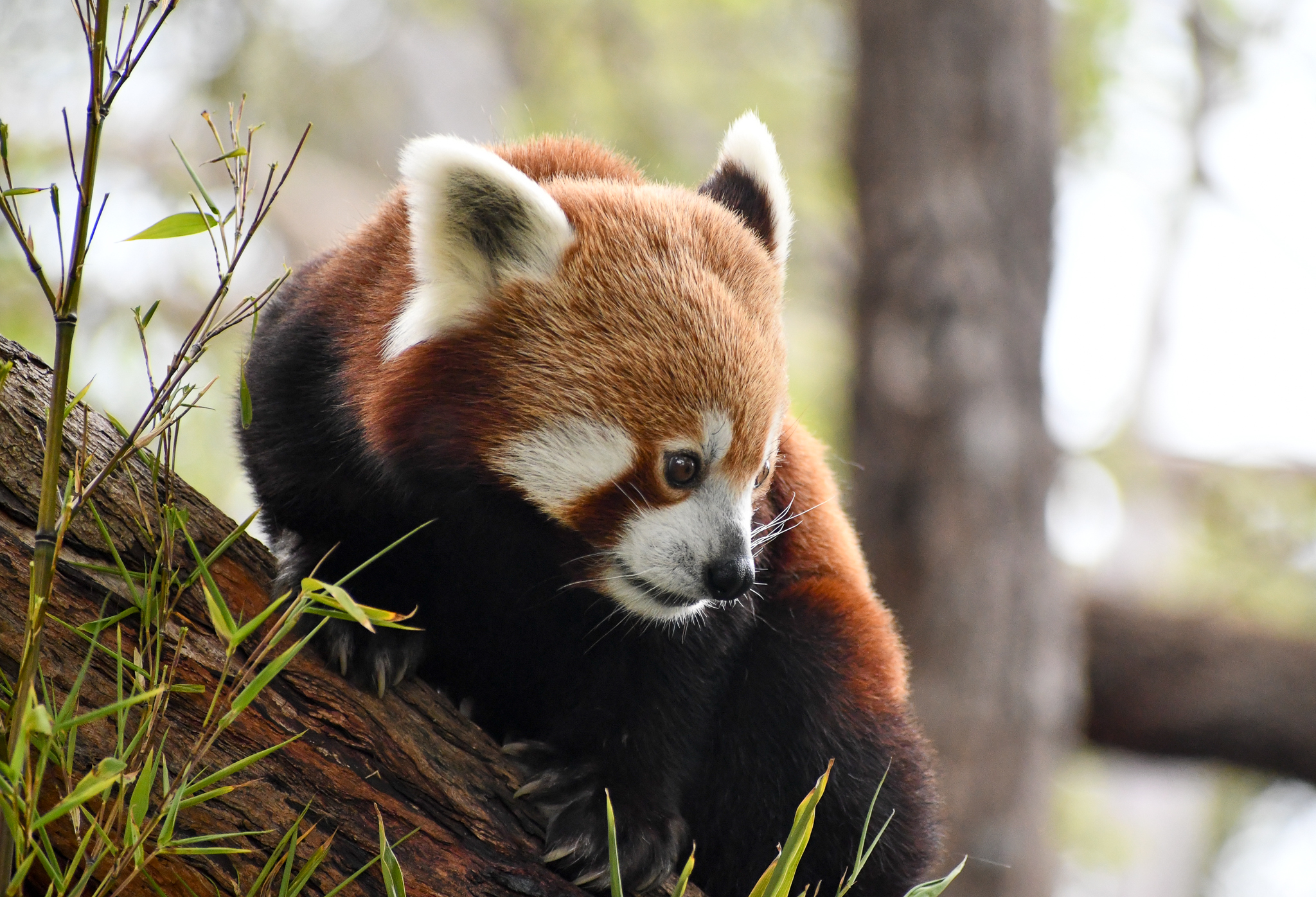 Nepalese Red Panda