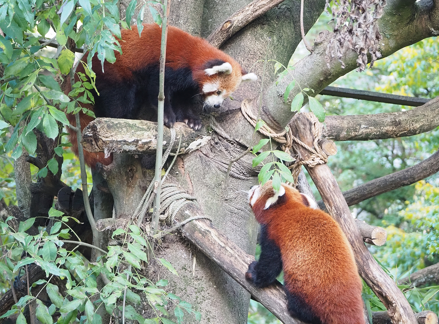 Nepalese red pandas (Ailurus fulgens), 2022-10-19