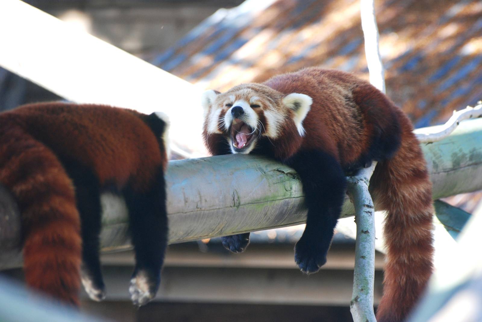 Nepalese Red Pandas at Colchester, 31/08/13