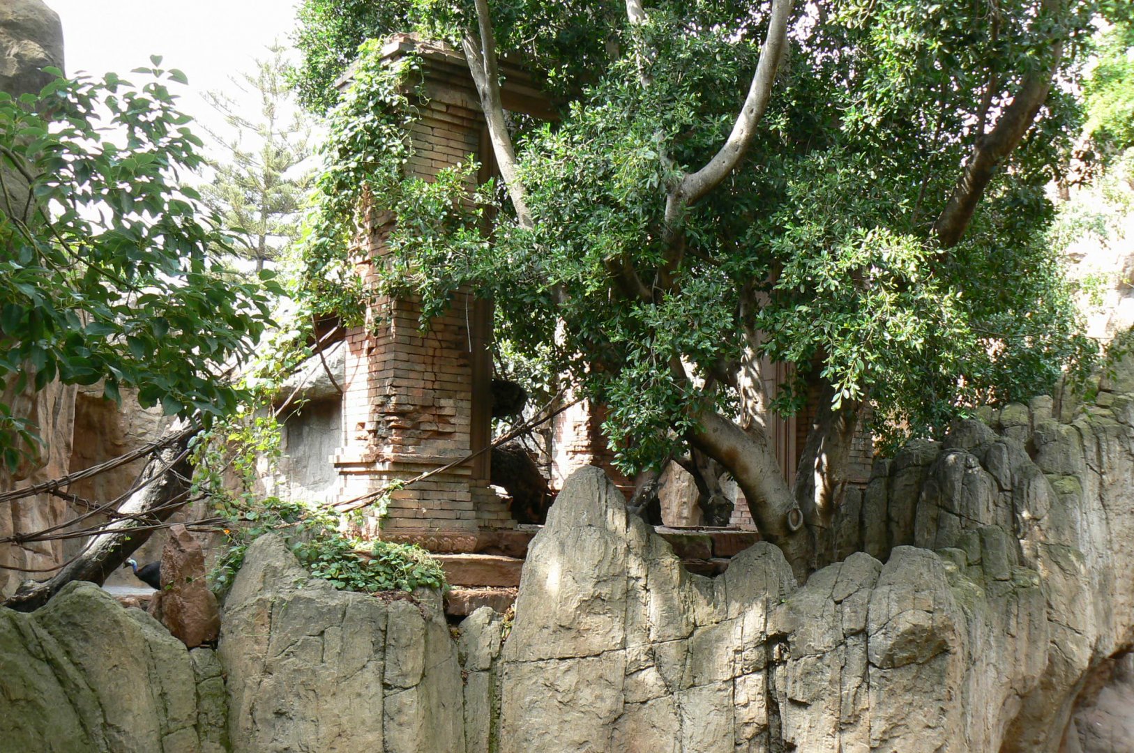 Nepalese red pandas exhibit