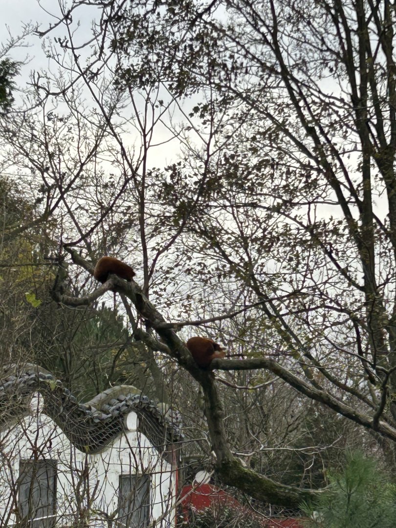 Nepalese red pandas