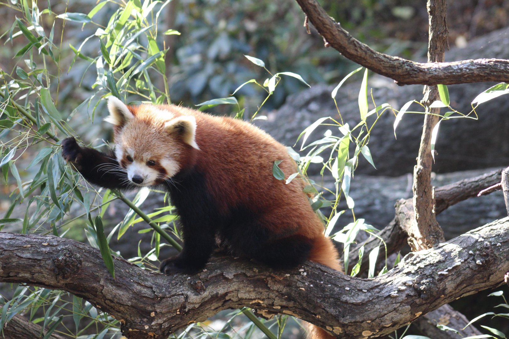 Nepali Red Panda