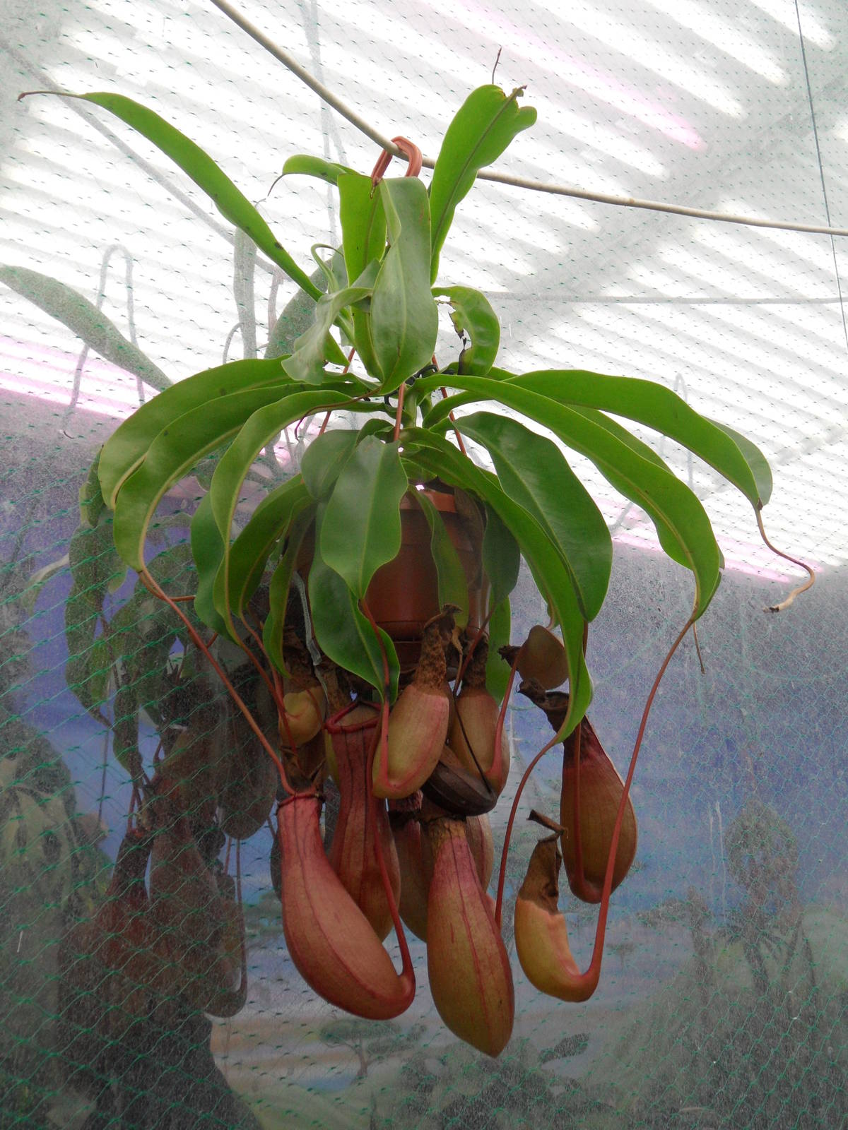 Nepenthes