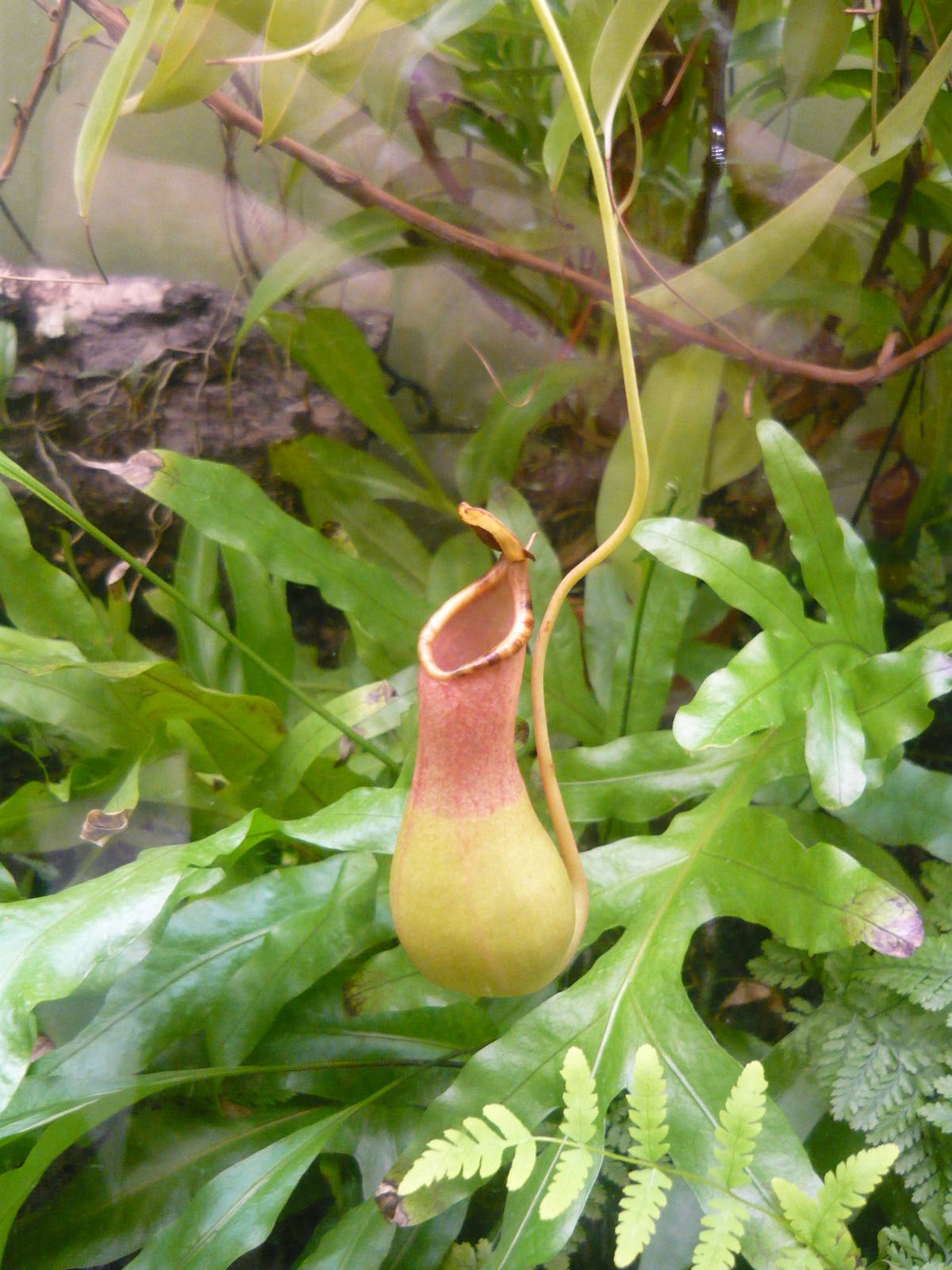 Nepenthes