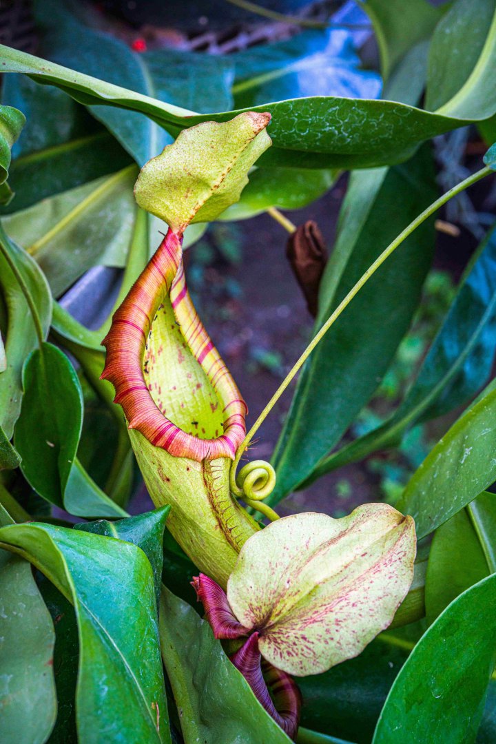 Nepenthes