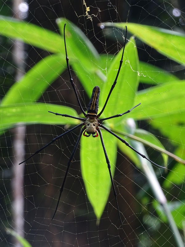 Nephila pilipes