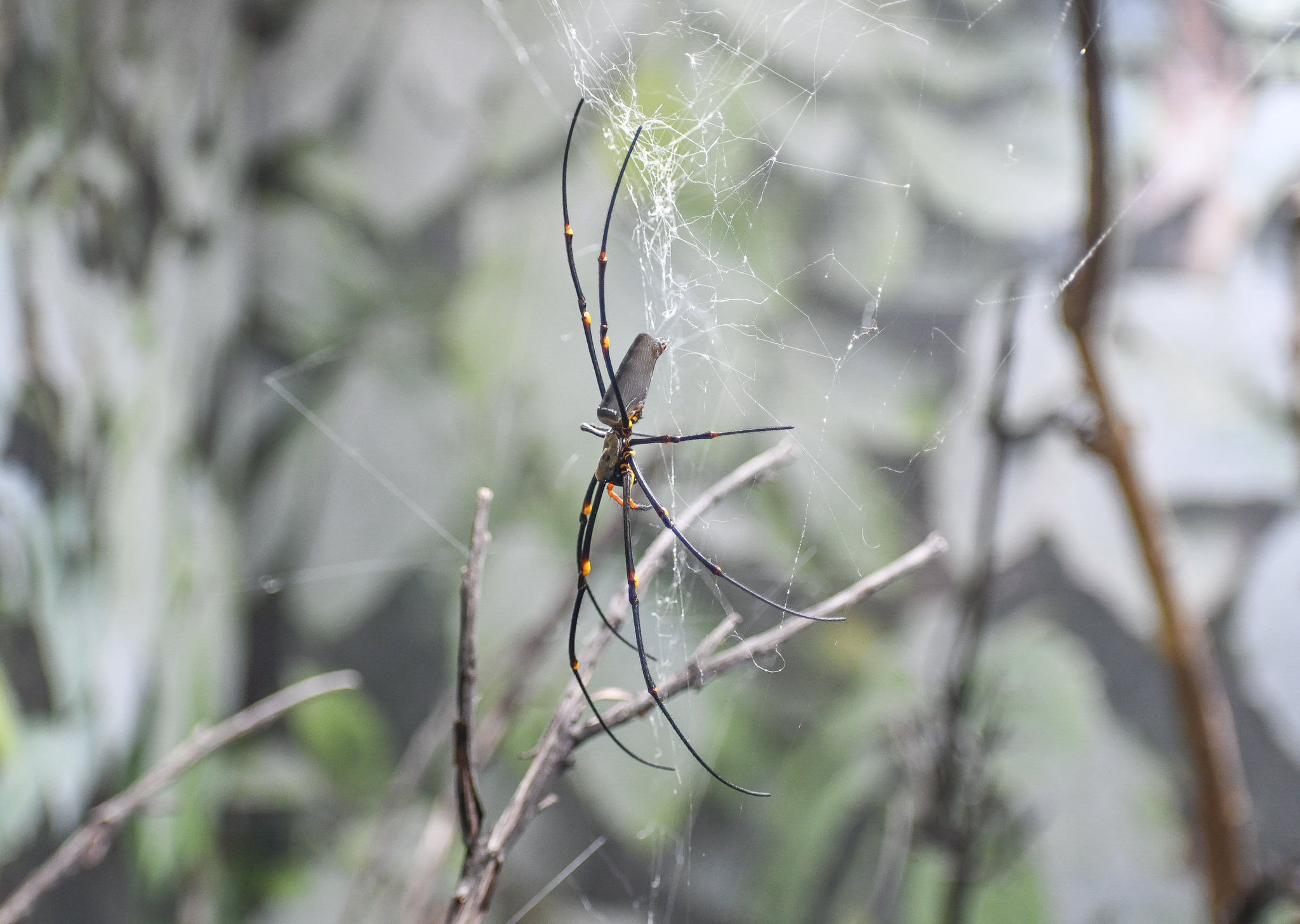 Nephila pilipes