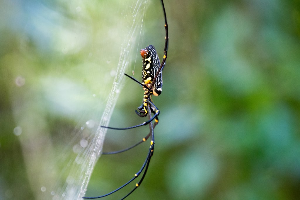 Nephila sp.