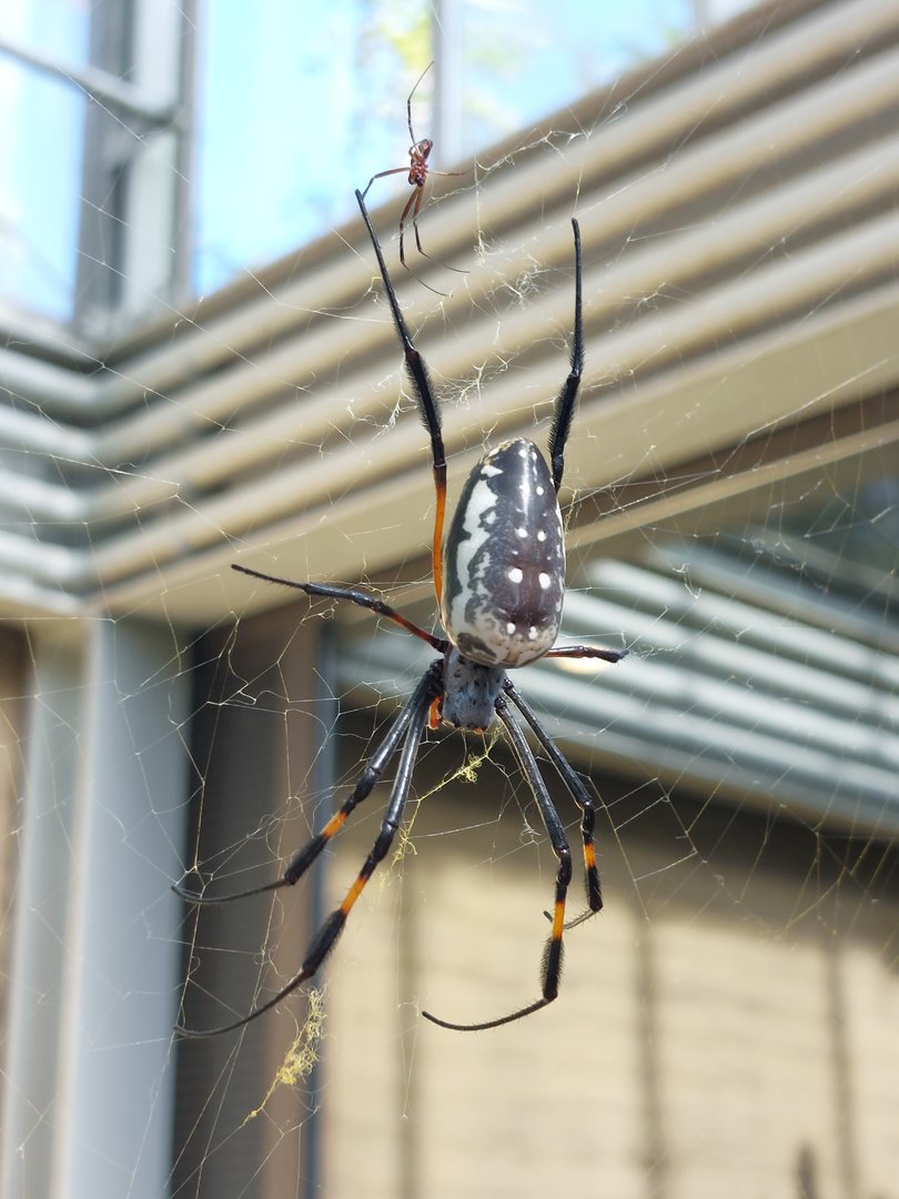 Nephila spider in walkthrough