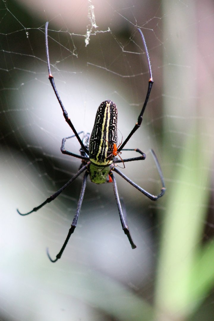 Nephila