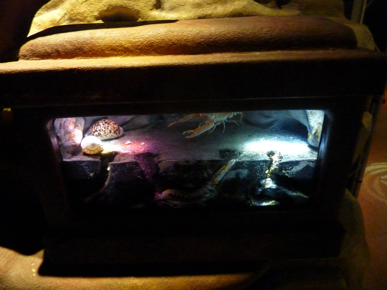 Nephrops enclosure - 12th July 2012.