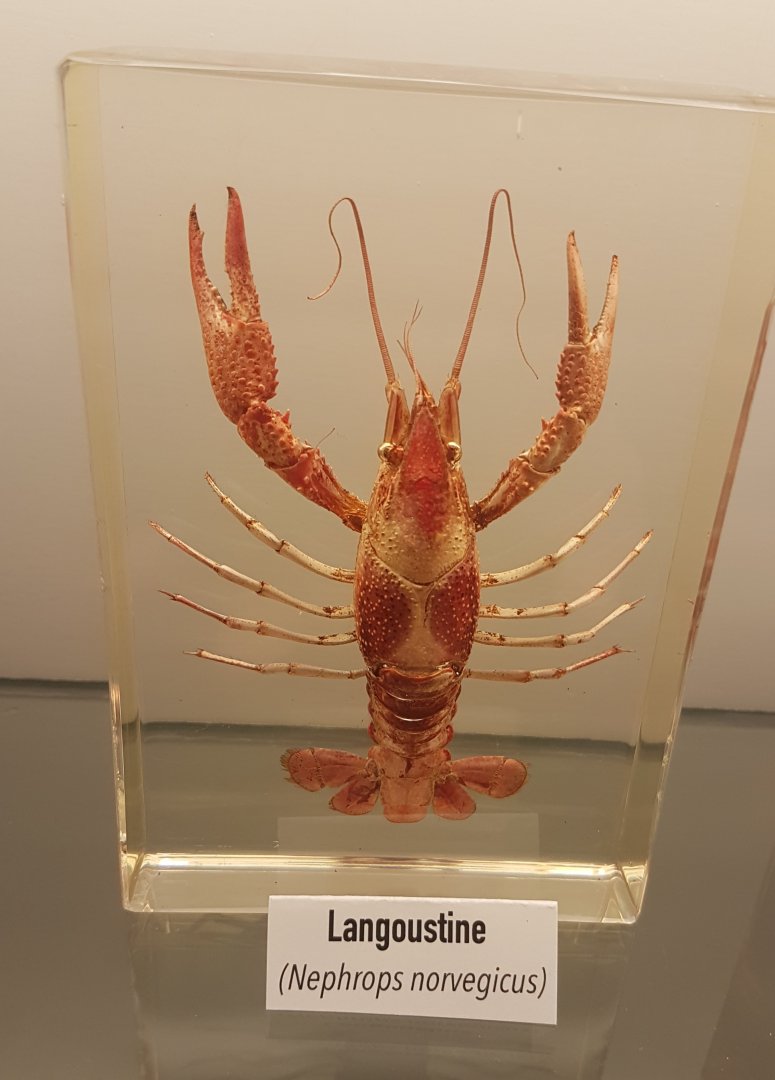 Nephrops norvergicus - specimen