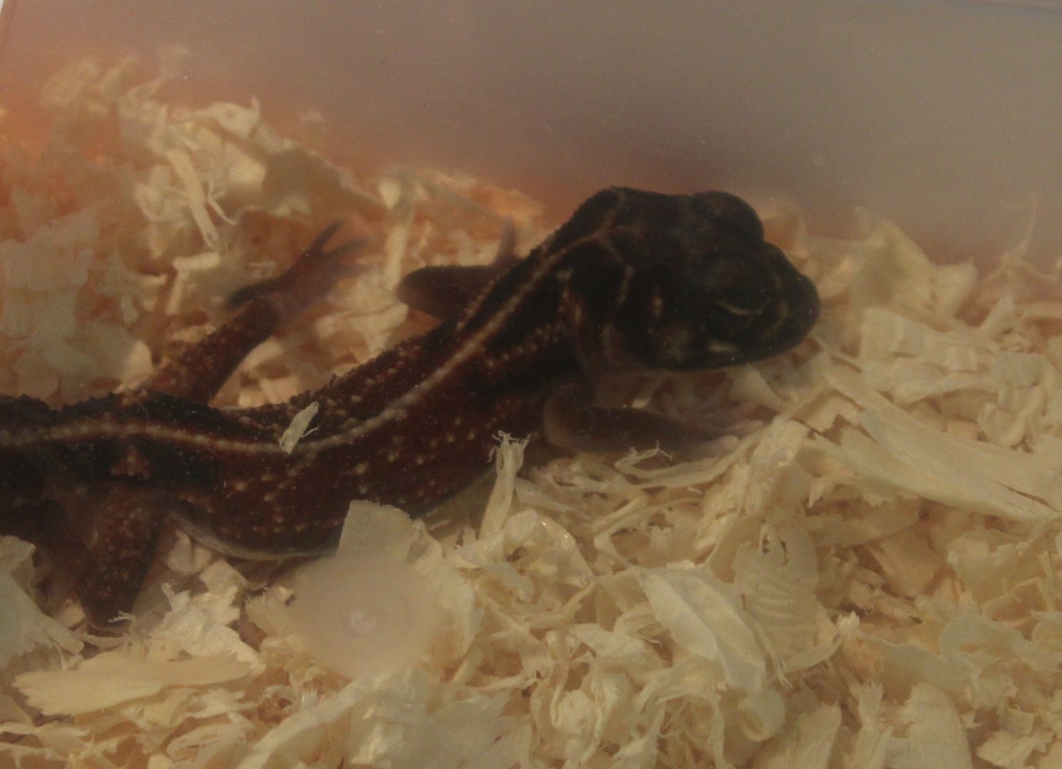 Nephrurus vertebralis