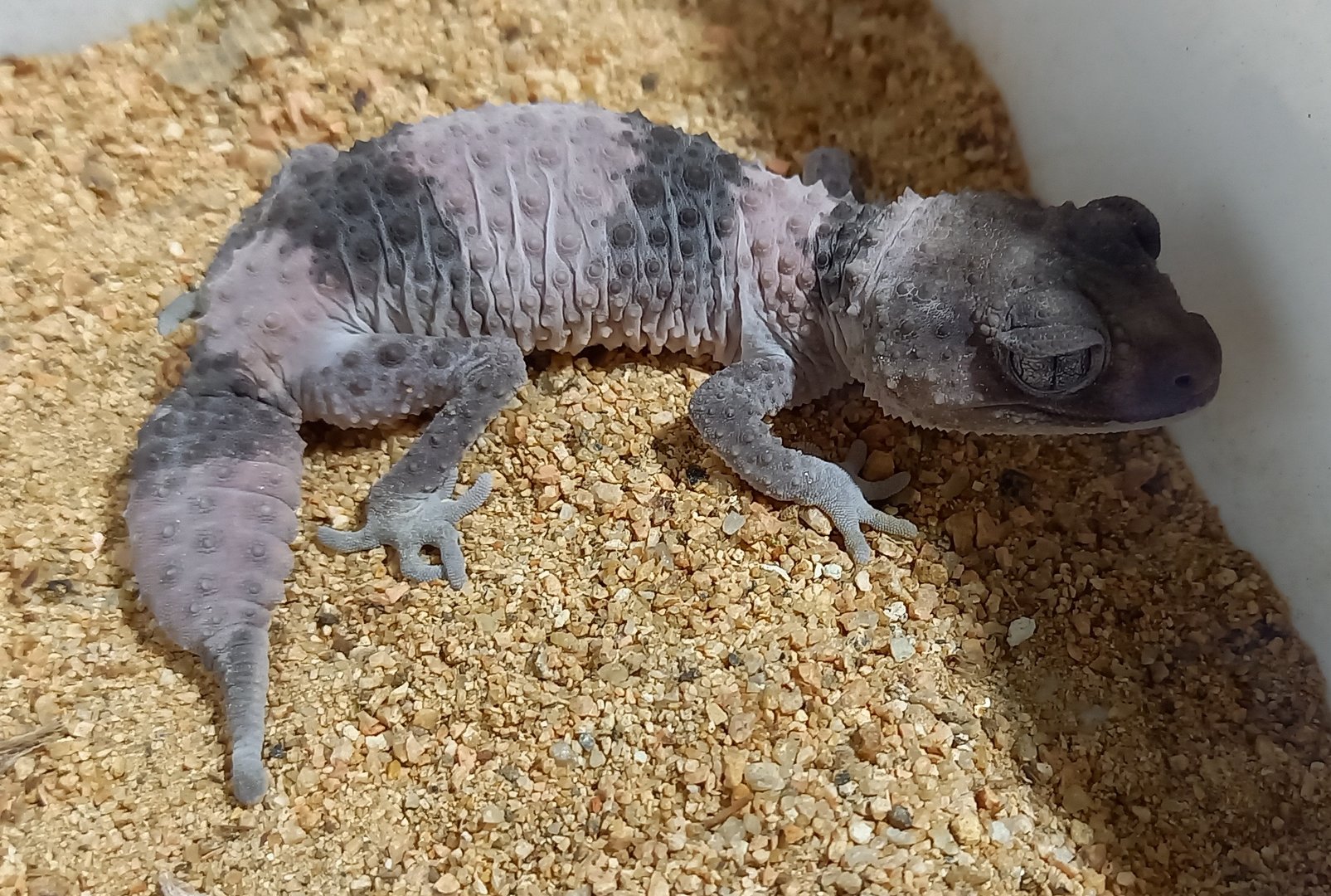 Nephrurus wheeleri cintus