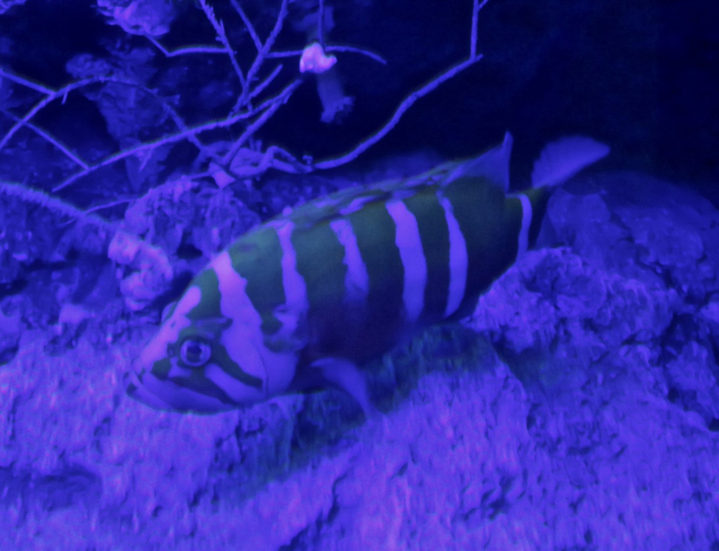 Neptune Grouper (Cephalopholis igarashiensis)