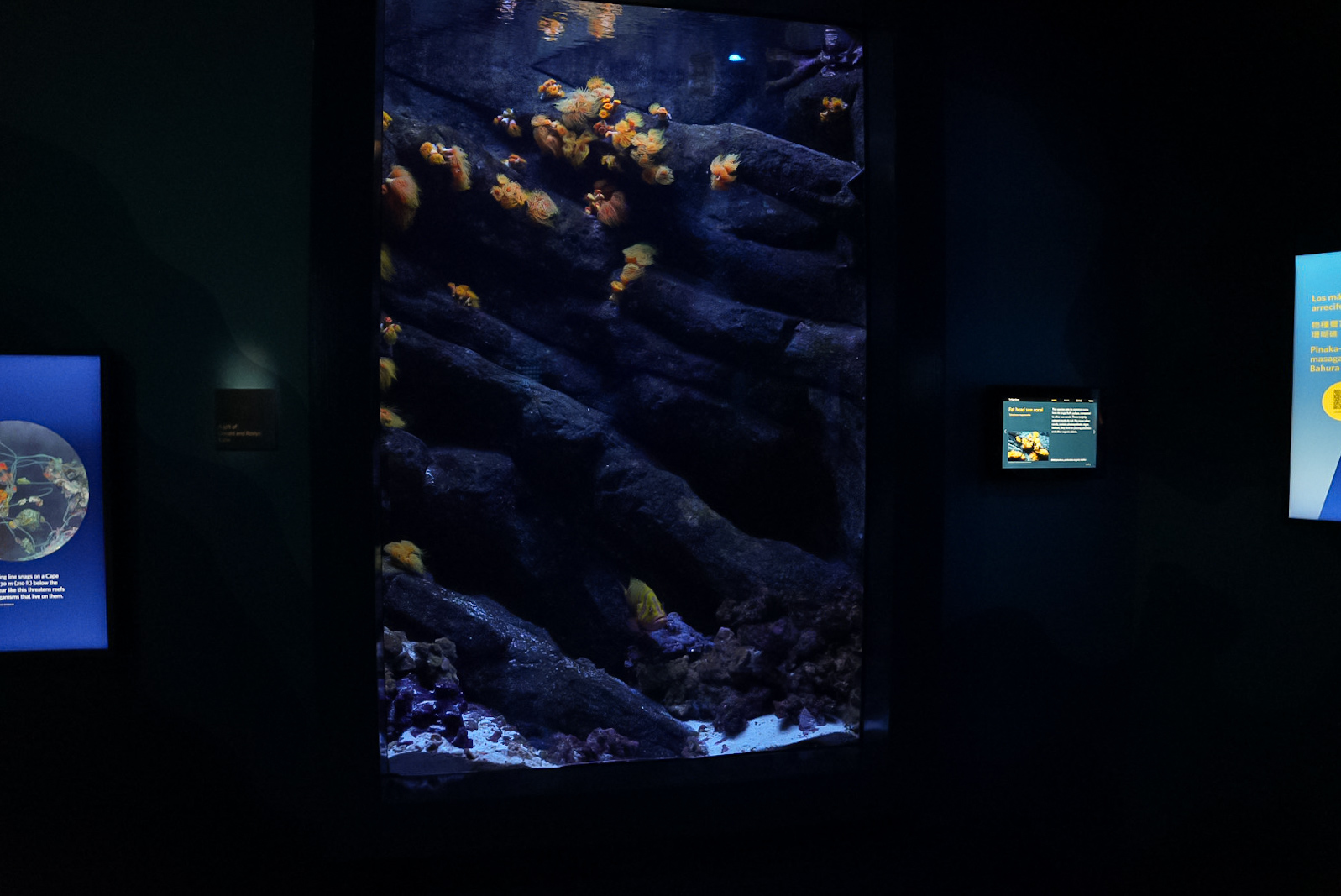 Neptune Grouper exhibit (Twilight Zone Gallery)