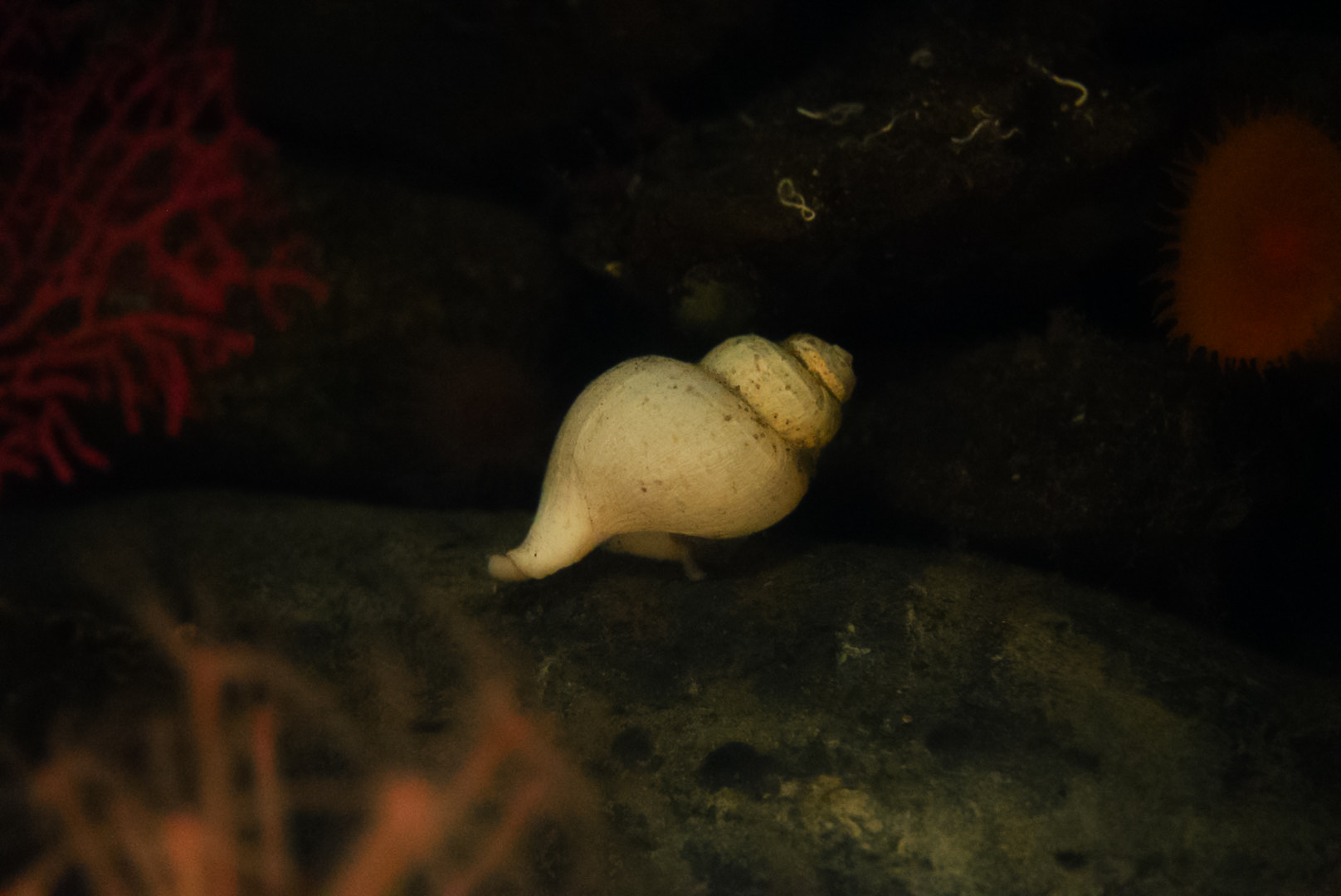 Neptunea Snail