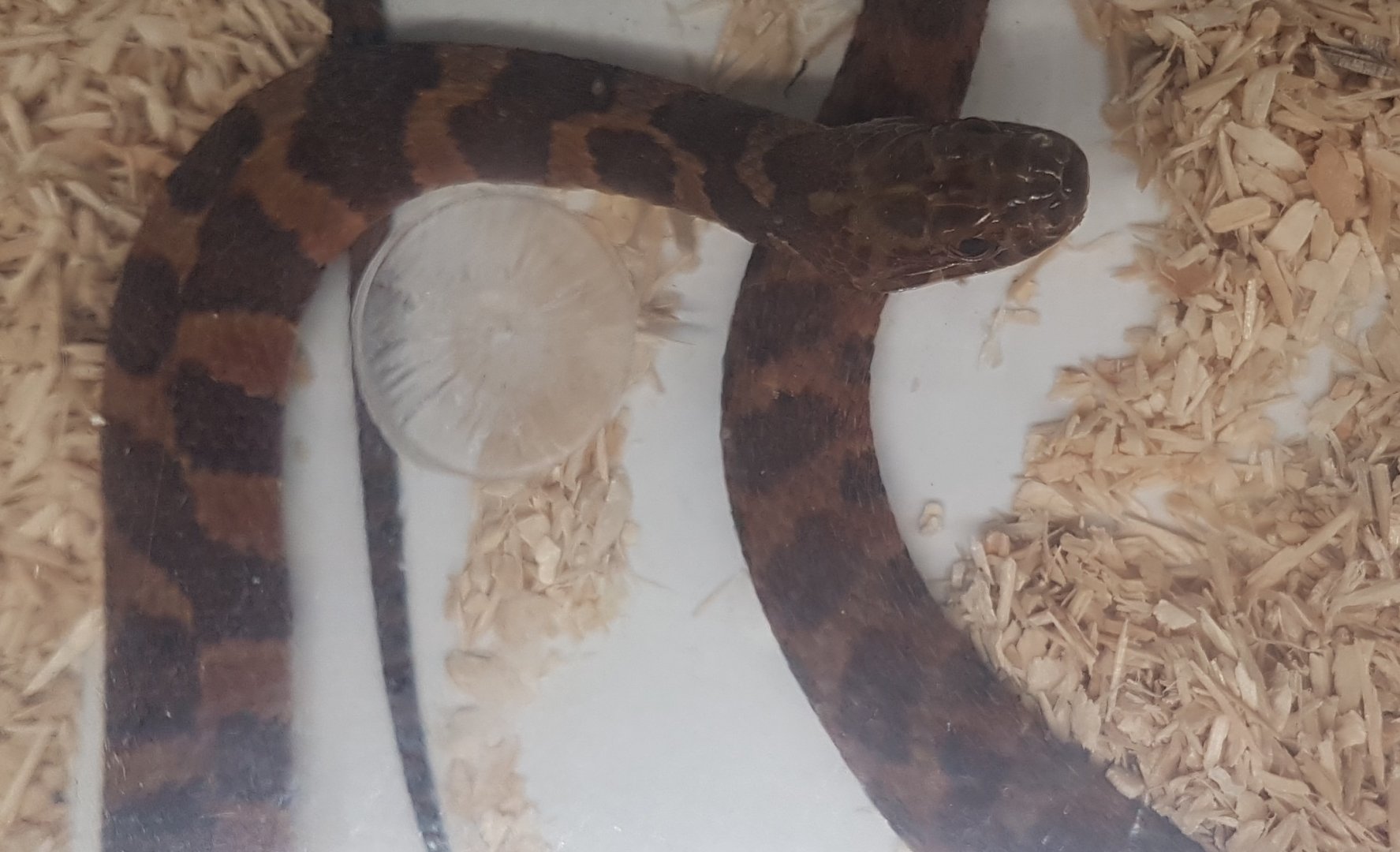 Nerodia sipedon pleuralis