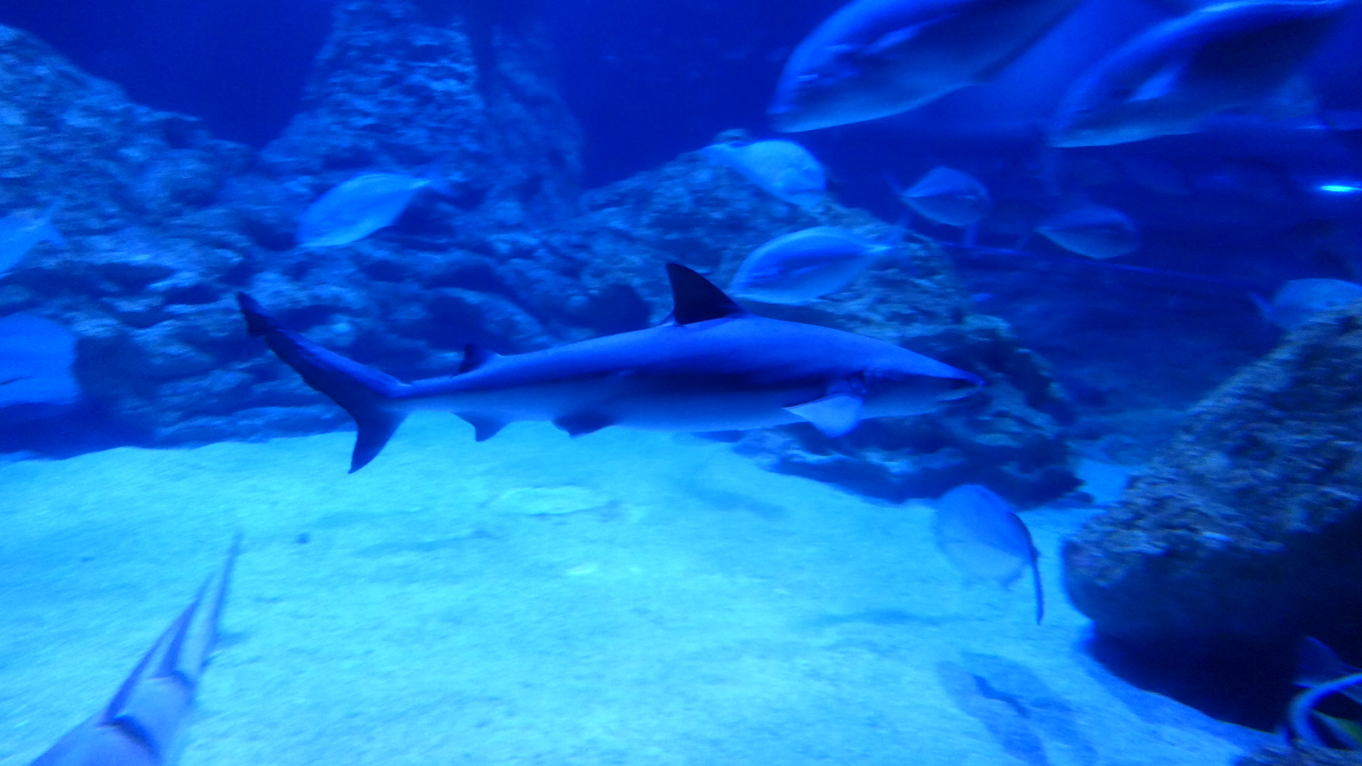 Nervous Whaler Shark (Charcharhinus cautus)